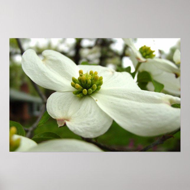 Weißes Dogwood-Blossom Poster (Vorne)