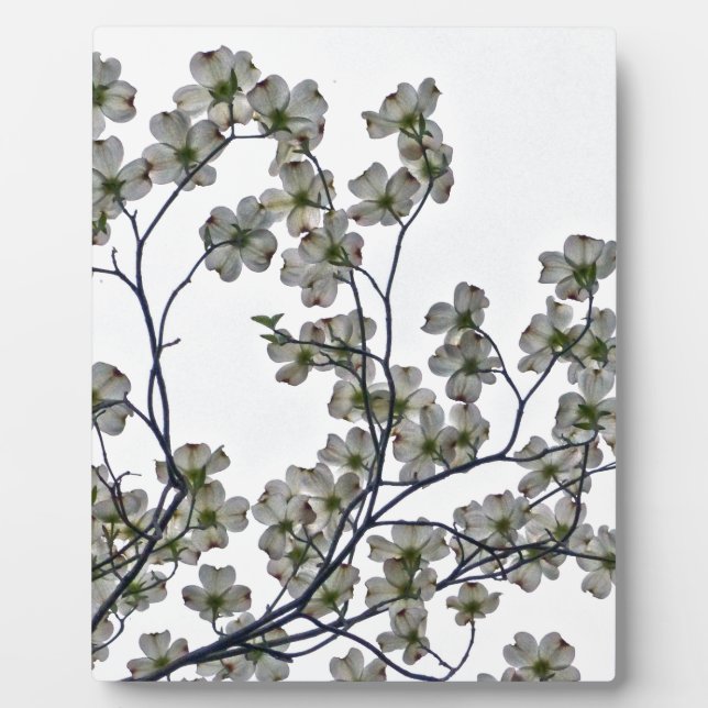 Weißes Dogwood Fotoplatte (Vorderseite)