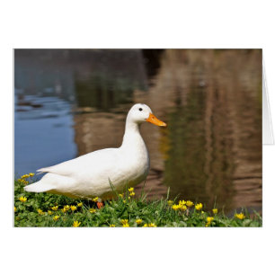 weißes duck001