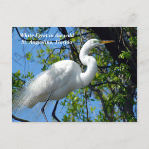 Weißes Egret in freier Wildbahn Feiertagspostkarte