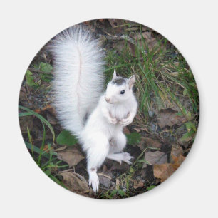 Weißes Eichhörnchen Magnet