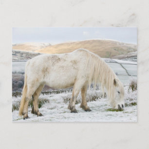 Weißes Fell-Pony auf dem Moor im Winter Postkarte