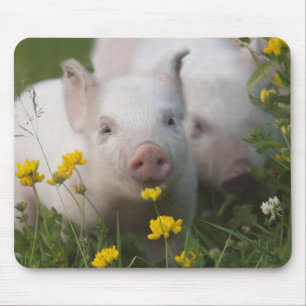 Weißes Ferkel umgeben durch gelbe Blumen Mousepad