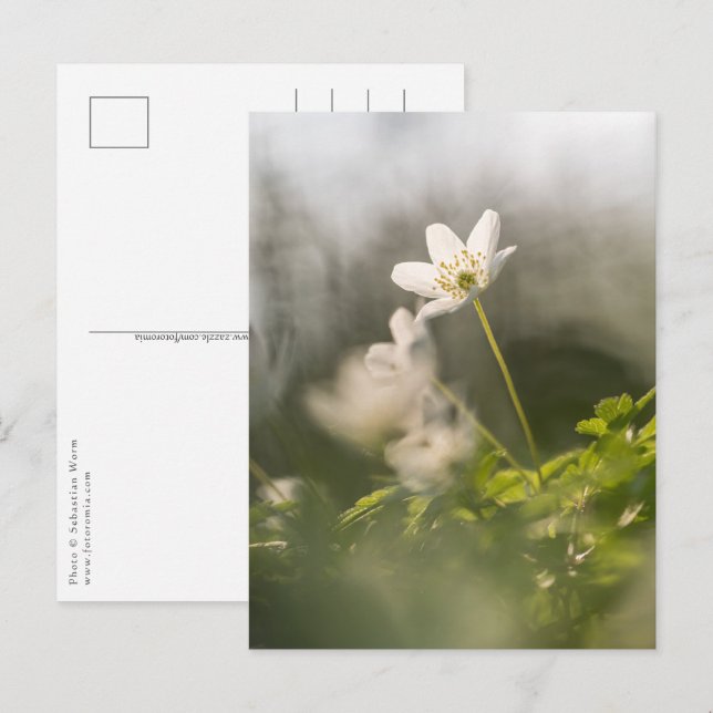 Weißes Foto Postkarte (Vorne/Hinten)