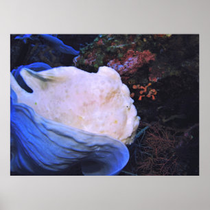 Weißes Frogfish-Portrait Poster
