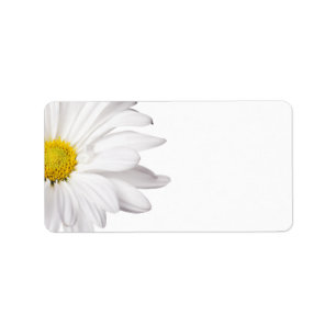Weißes Gänseblümchen-Blumen-Hintergrund Adressaufkleber