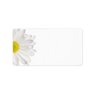 Weißes Gänseblümchen-Blumen-Hintergrund Adressaufkleber