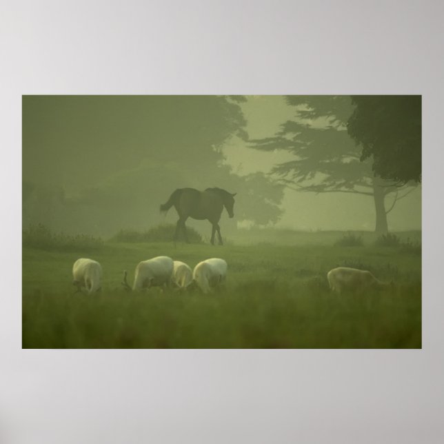 Weißes Hirsch Poster (Vorne)