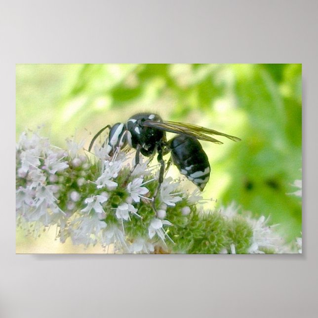 Weißes Hornet-Portrait-Großdruck Poster (Vorne)