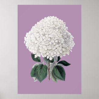 Weißes Hydrangea-Lila-Poster Poster