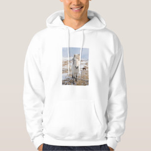 Weißes Isländisches Pferd, Island Hoodie