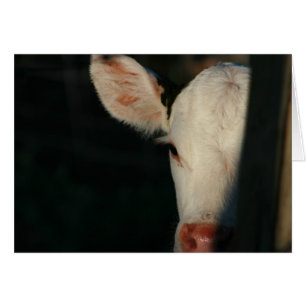 Weißes Kalb-Gesicht