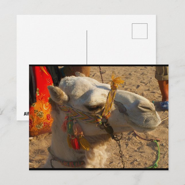 Weißes Kamel in der Wüste Postkarte (Vorne/Hinten)