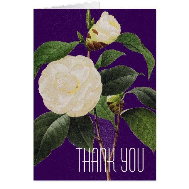 Weißes Kamelien, 1833 (Vorne)