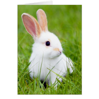 Weißes Kaninchen