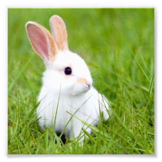 Weißes Kaninchen Fotodruck