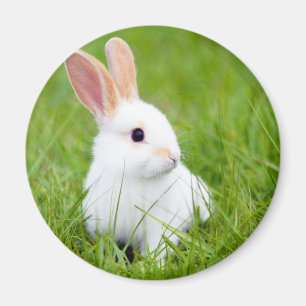 Weißes Kaninchen Magnet