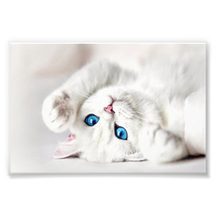 Weißes Kätzchen Fotodruck