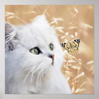 Weißes Kätzchen und Schmetterling Poster