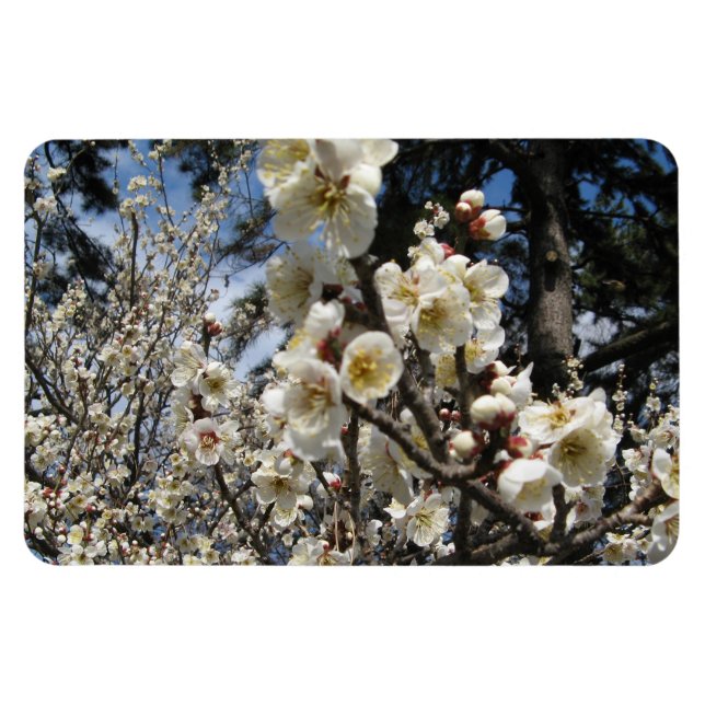 Weißes Kirschbär / Sakura / ラ(桜) Magnet (Horizontal)