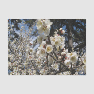 Weißes Kirschbär / Sakura / ラ(桜) Seidenpapier