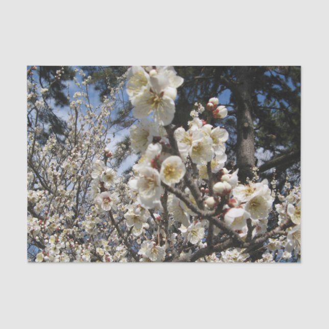 Weißes Kirschbär / Sakura / ラ(桜) Seidenpapier (Vorderseite)