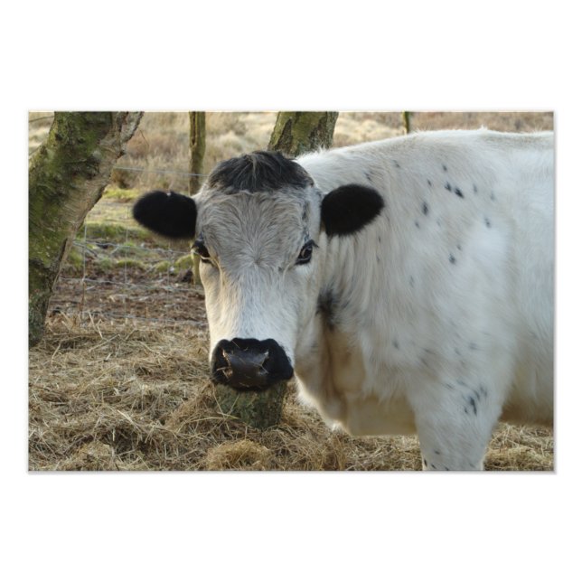 Weißes Kuhportrait Fotodruck (Vorne)