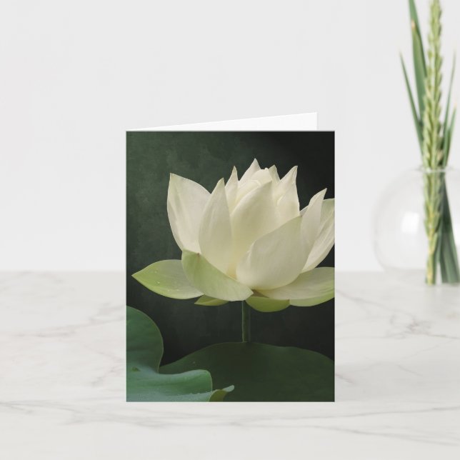 Weißes Lotus-Blüte BlumenNotecard Karte (Vorderseite)