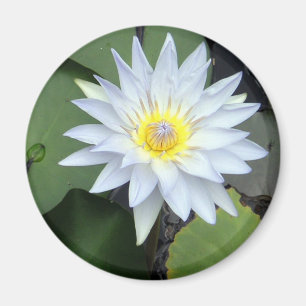 Weißes Lotus-Magnet Magnet