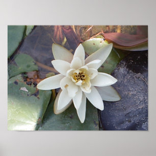 WEISSES LOTUS POSTER