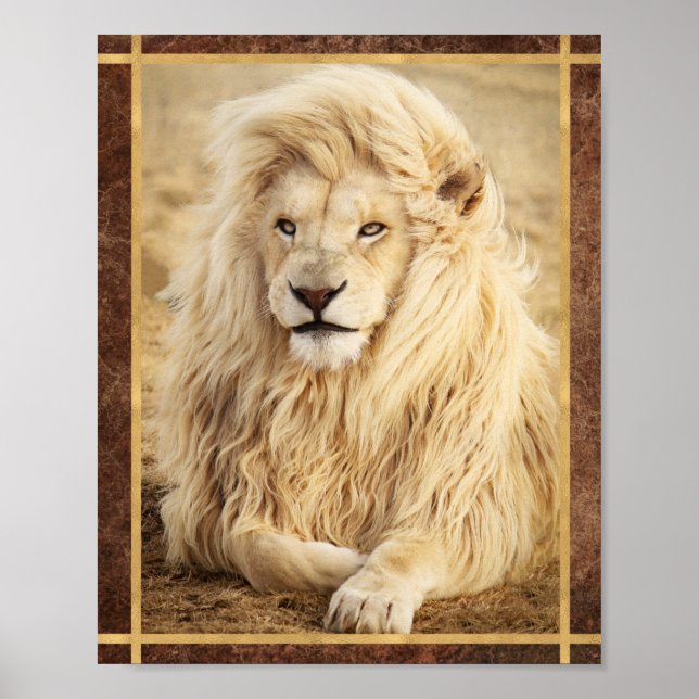 Weißes Löwe-Foto Poster (Vorne)