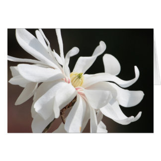 Weißes Magnolie