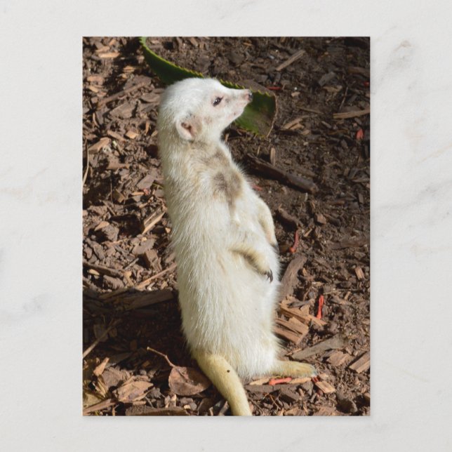 Weißes Meerkat Stehend , Postkarte (Vorderseite)
