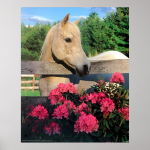 Weißes Morgan Arabianisches Wildpferd mit Blume Poster