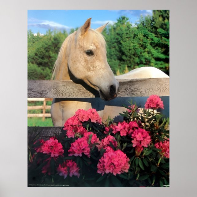 Weißes Morgan Arabianisches Wildpferd mit Blume Poster (Vorne)
