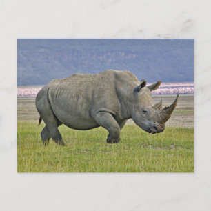 Weißes Nashorn und entfernte Zwergflamingos, Postkarte