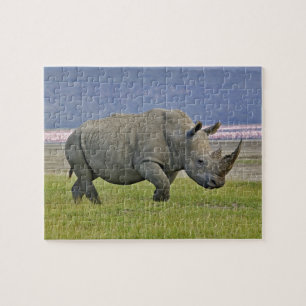 Weißes Nashorn und entfernte Zwergflamingos, Puzzle