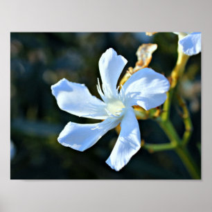 Weißes Oleander-Blume-Wandplakat/Print Poster