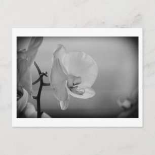 Weißes Orchid - Postkarte