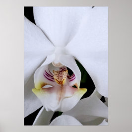Weißes Orchideenblumenposter Poster