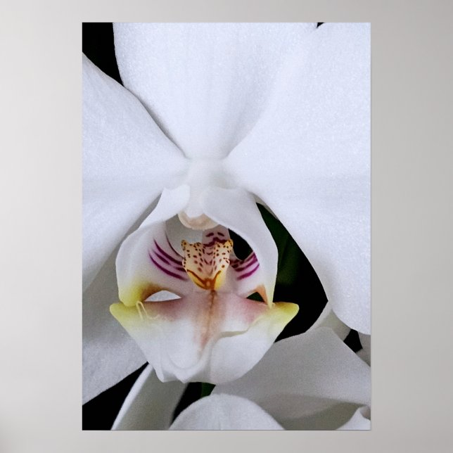 Weißes Orchideenblumenposter Poster (Vorne)