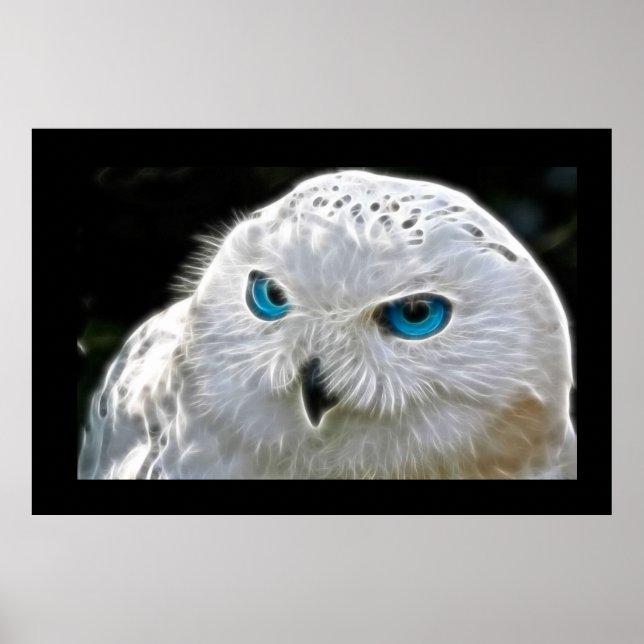 Weißes Owl Bird Foto Nature Wall Poster (Vorne)