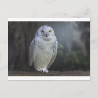 Weißes Owl in der Nacht Postkarte