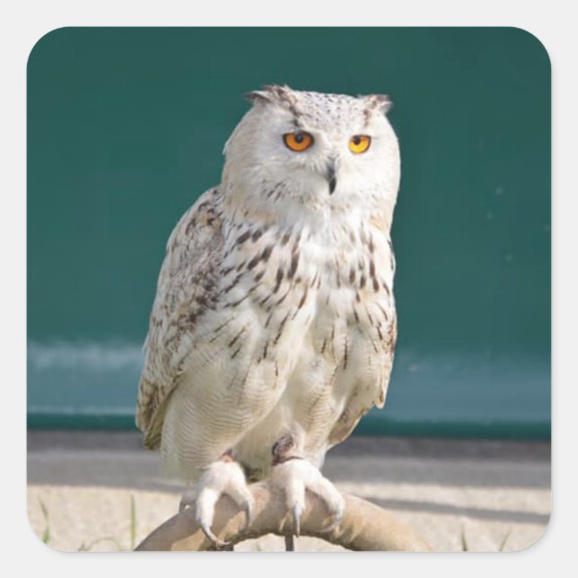 Weißes Owl Sticker/Siegel Quadratischer Aufkleber (Vorderseite)