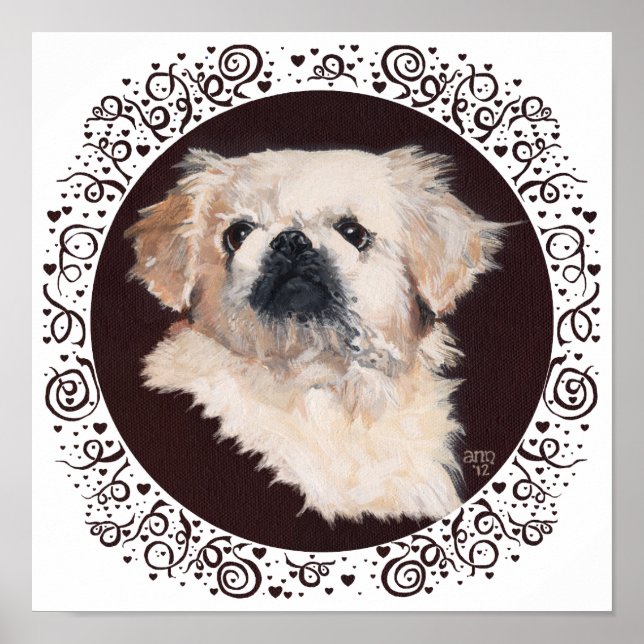 Weißes Pekingese-Kopf-Studium Poster (Vorne)