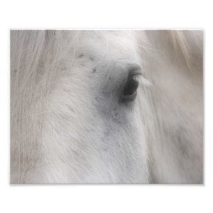 Weißes Percheron Horse Auge 8x10 Fotodruck