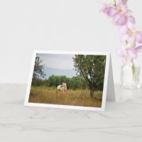 Weißes Pferd auf dem Feld