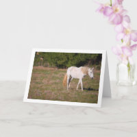 Weißes Pferd auf dem Feld