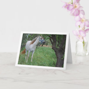 Weißes Pferd auf einem Grasfeld Karte