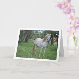 Weißes Pferd auf Grasfeld Karte